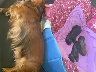Søger han hund til parring