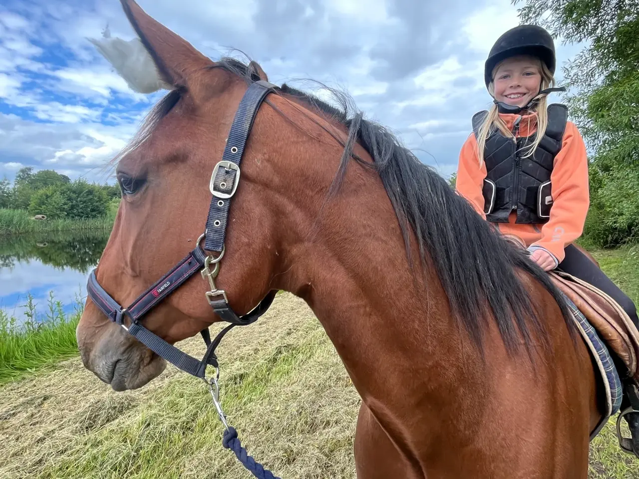 Billede 7 - Traver vallak 10år