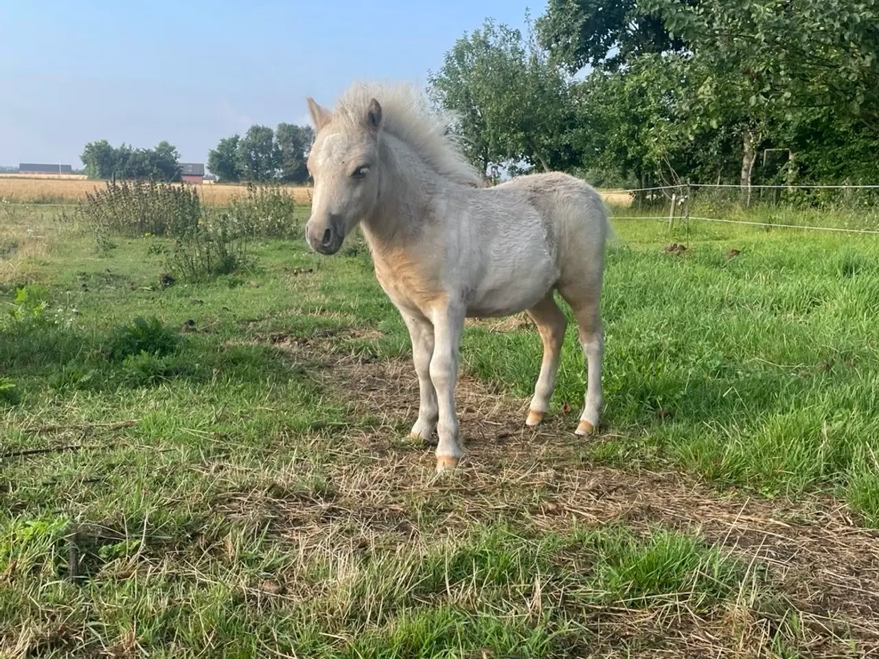 Billede 3 - Palomino hoppe og hingsteføl