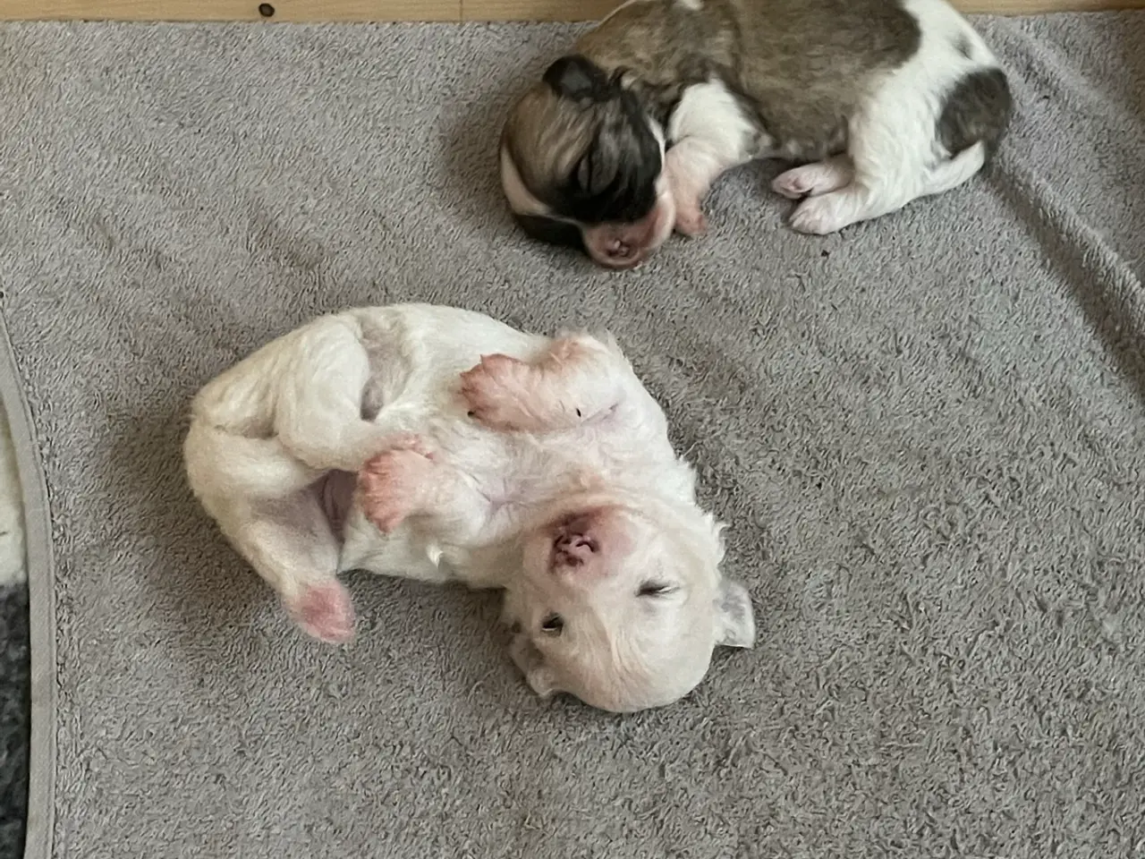 Billede 3 - Coton de Tulear hvalpe søger nyt hjem