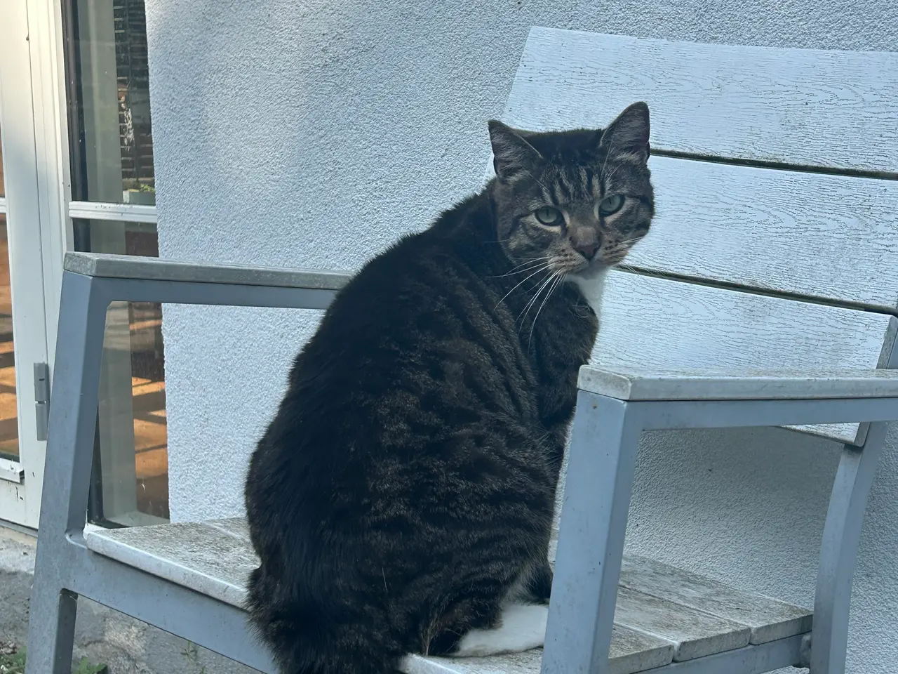 Billede 4 - Sød hankat bortgives💗