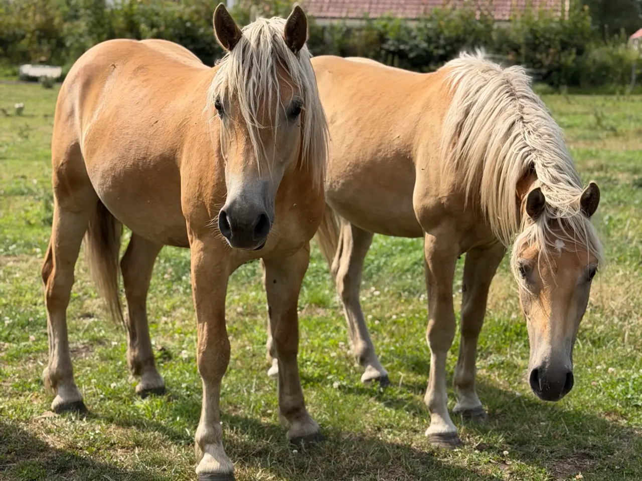 Billede 4 - 2 års haflinger