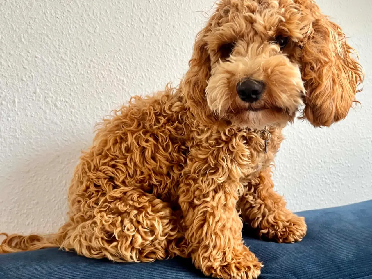 Billede 2 - Cockerpoo / Doodle hvalpe på vej i juli☀️💛