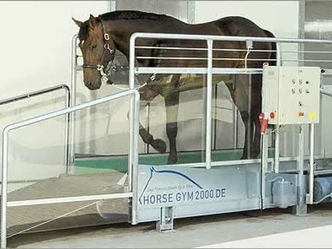 Billede 3 - Horsegym 2000 skridtbånd
