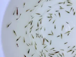 Flotte mix akvarierejer