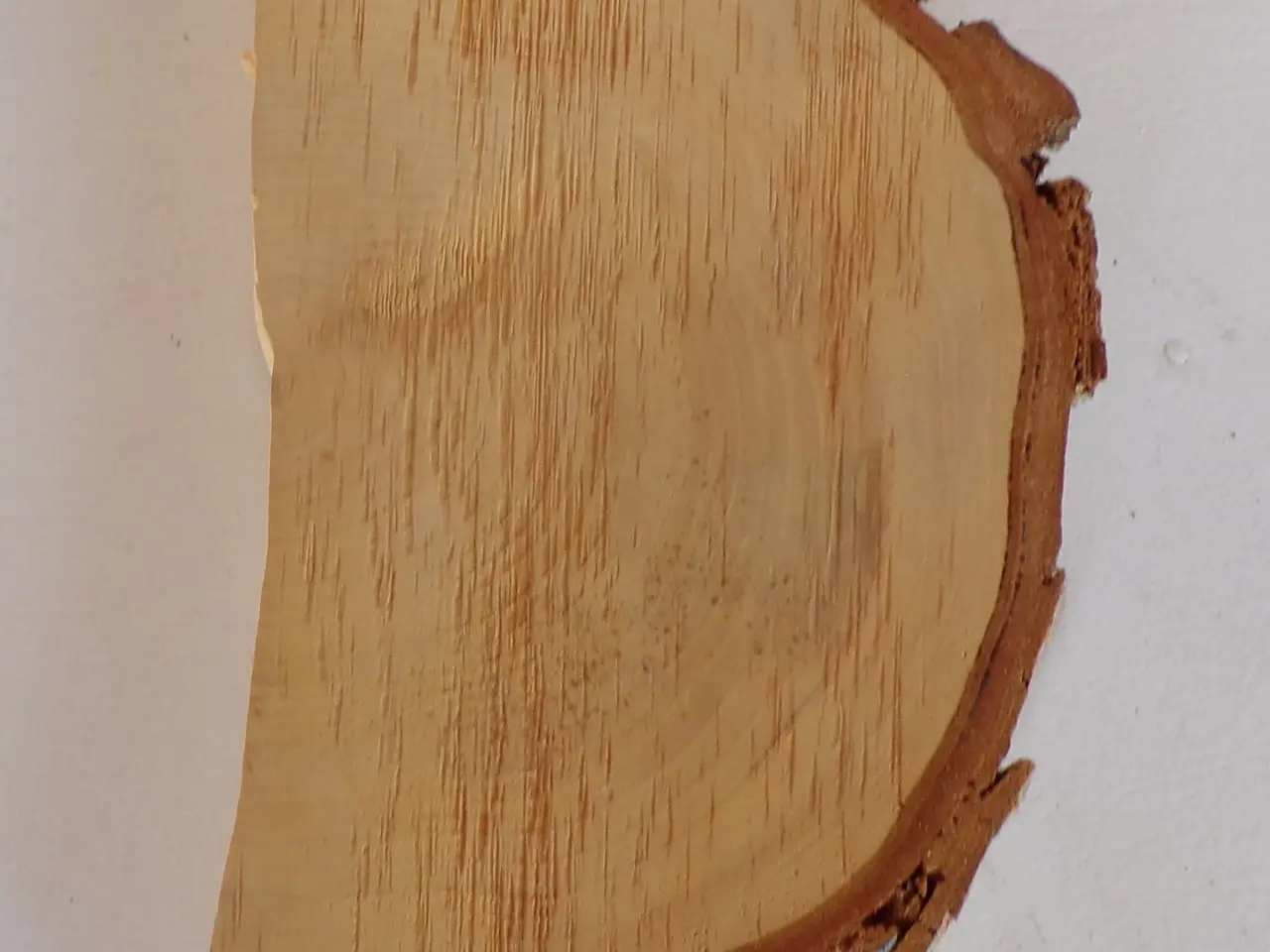 Billede 3 - NY Thuja Træskive 24 cm til kreative projekter
