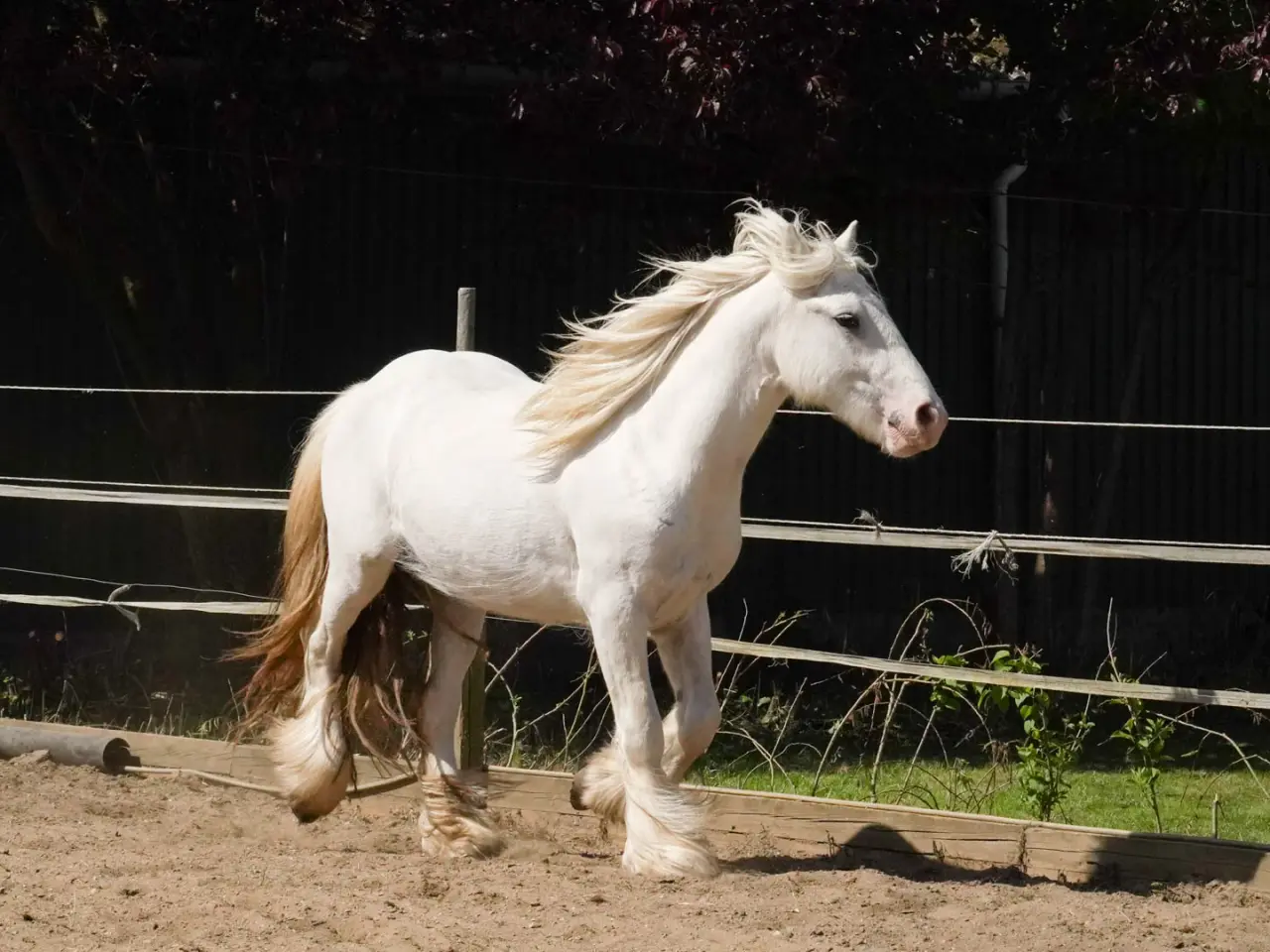 Billede 10 - Irish Cob heste søger nyt hjem