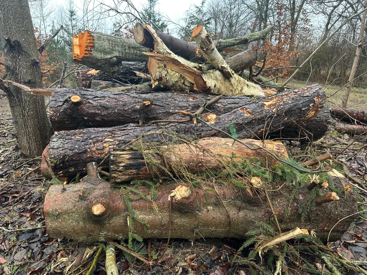 Billede 2 - Nyskovet fyrretræ, blandet træ