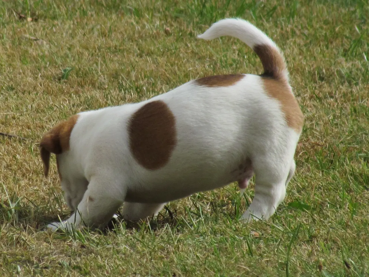 Billede 16 - DKK Jack Russell hvalpe – 2 hanner tilbage!
