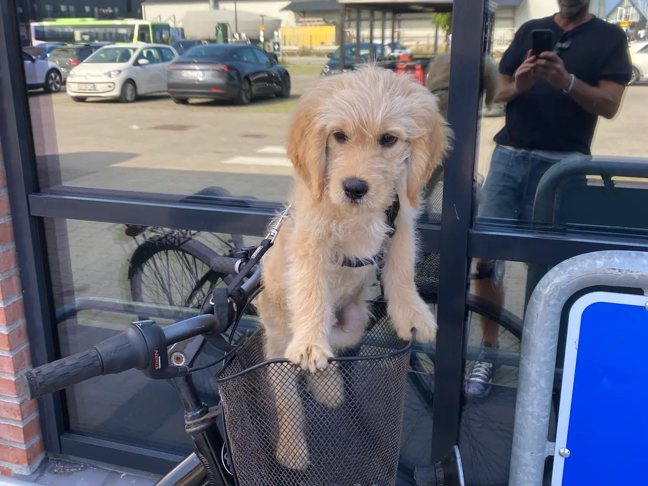 Billede 7 - Golden Doodle