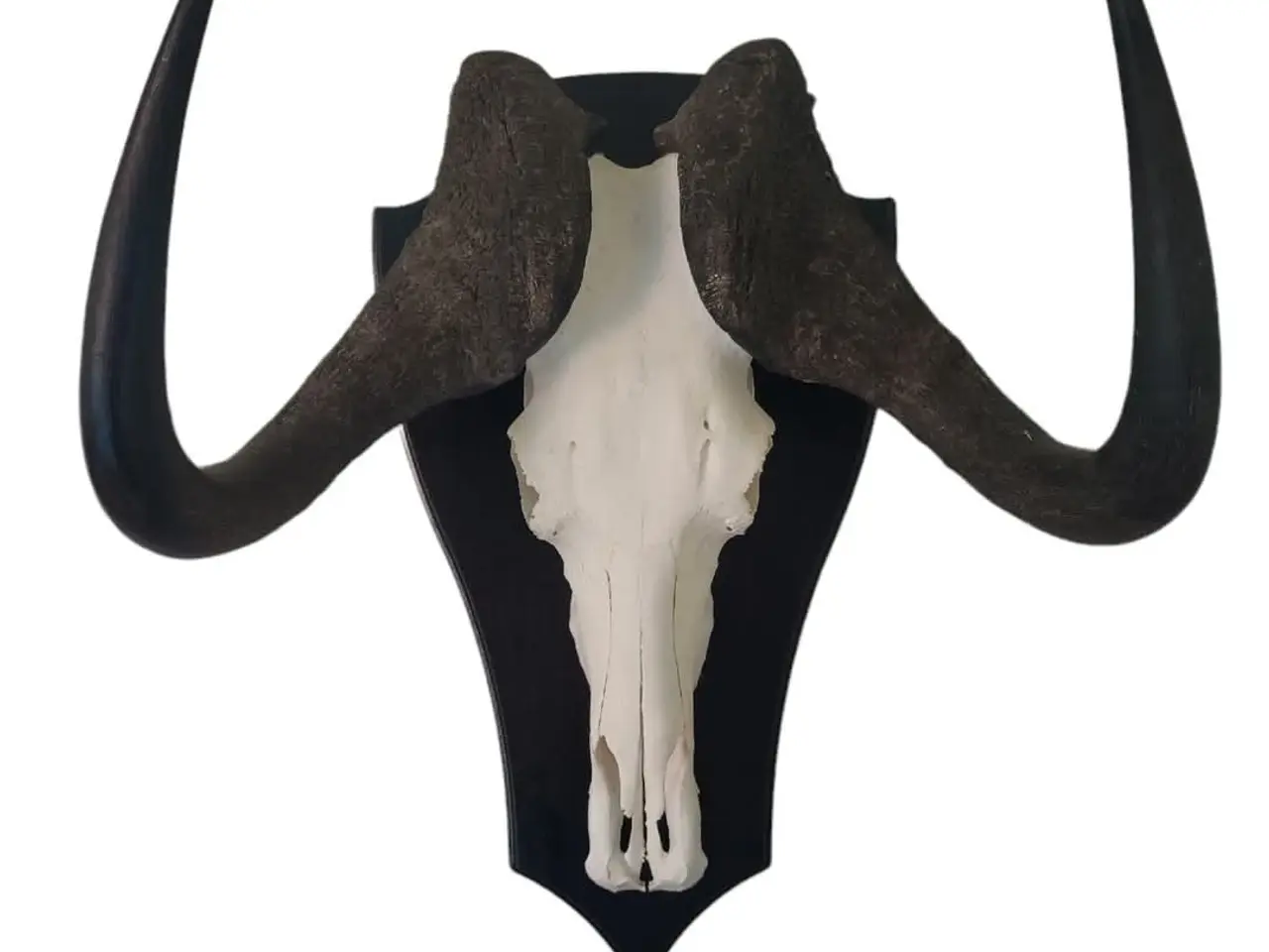 Billede 1 - Jagttrofæ, Afrikansk Gnu
