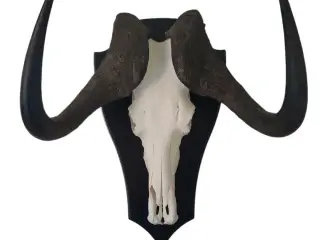 Jagttrofæ, Afrikansk Gnu