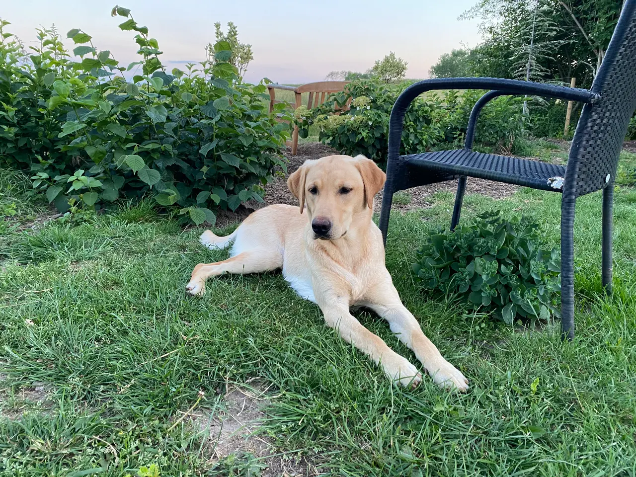 Billede 2 - Lækker gul hanhund på 9 mdr.