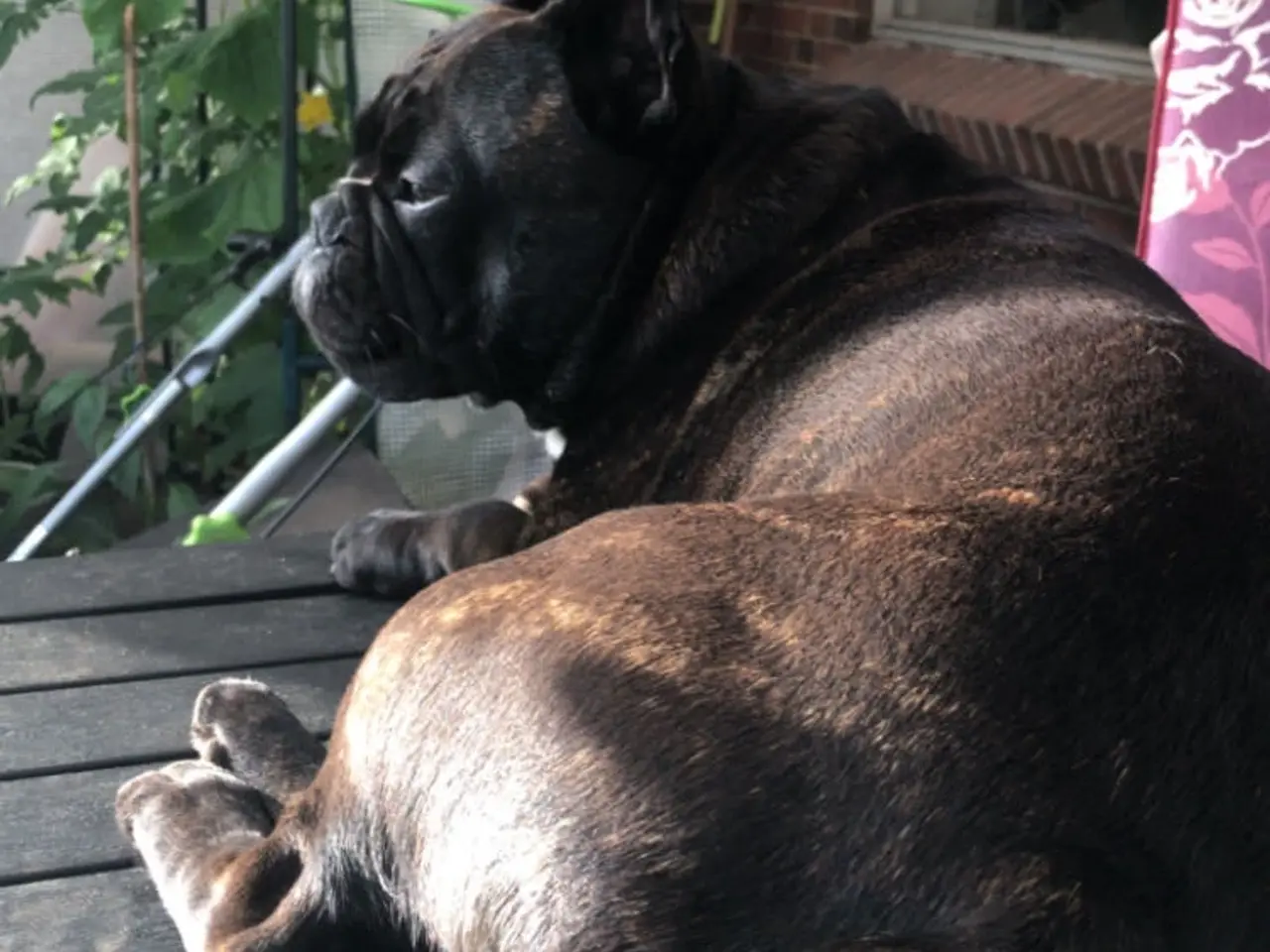 Billede 6 - Fransk bulldog parring