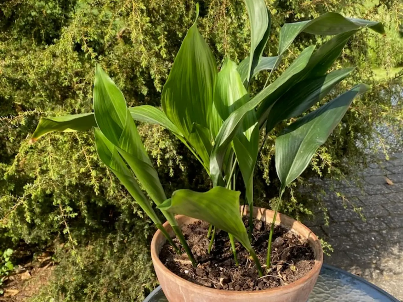 Billede 1 - Flot Aspidistra plante 