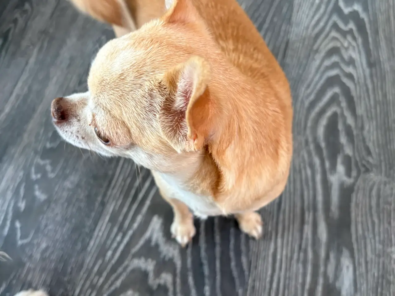 Billede 2 - Smuk korthåret chihuahua tæve