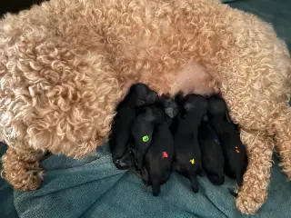 Cockerpoo F2 Hvalpe fra 15/7