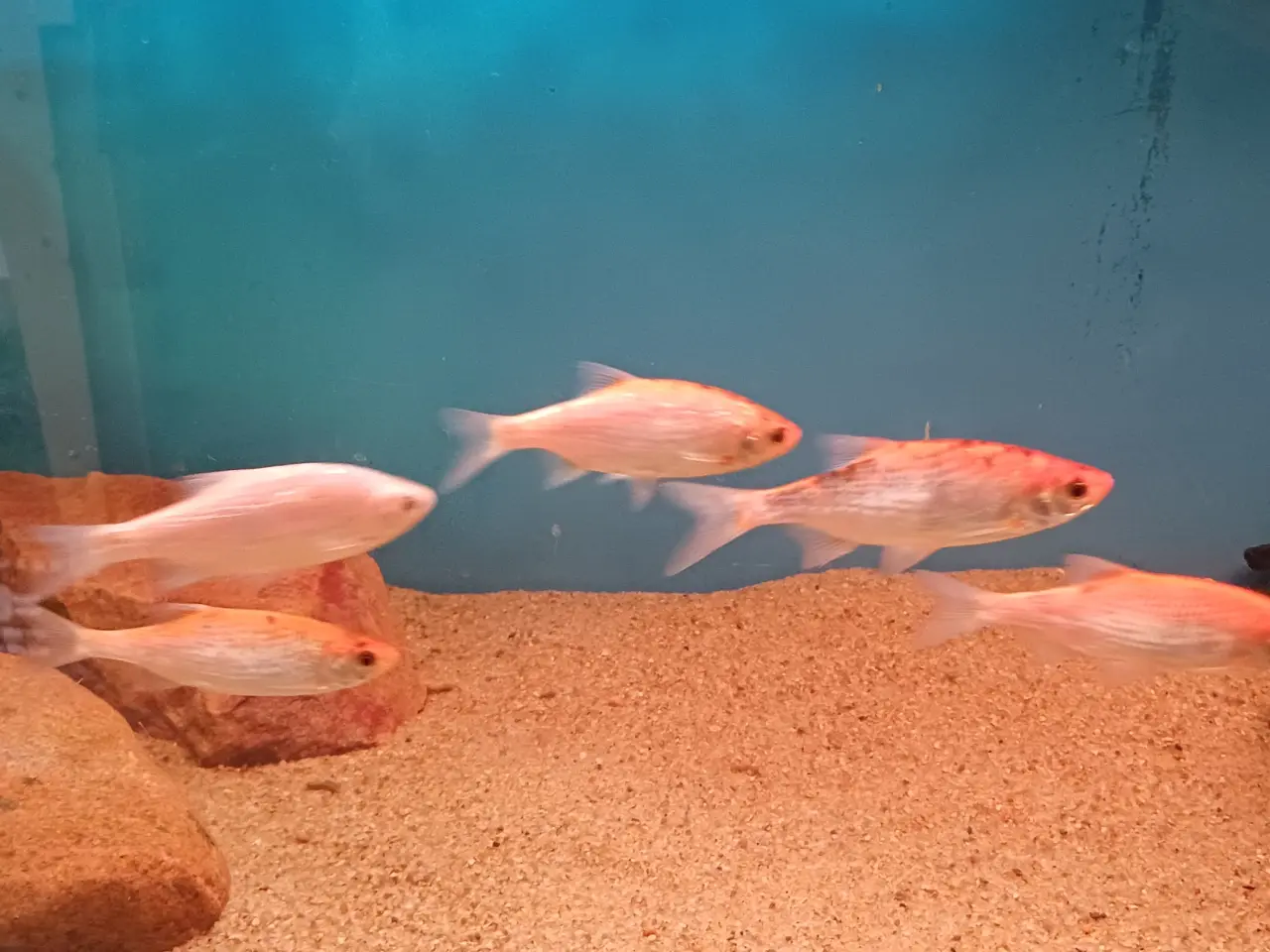 Billede 3 - Fisk Guldempter