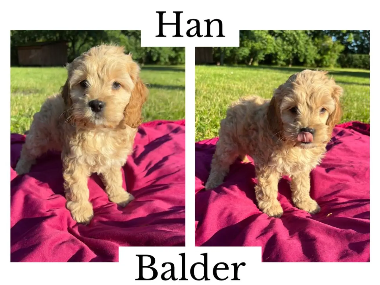 Billede 2 - Cockapoo hvalpe