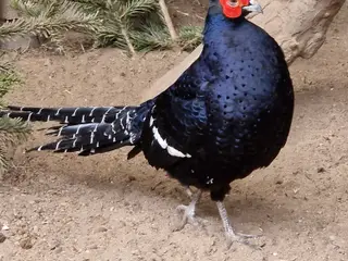 1,1 Mikado fasaner