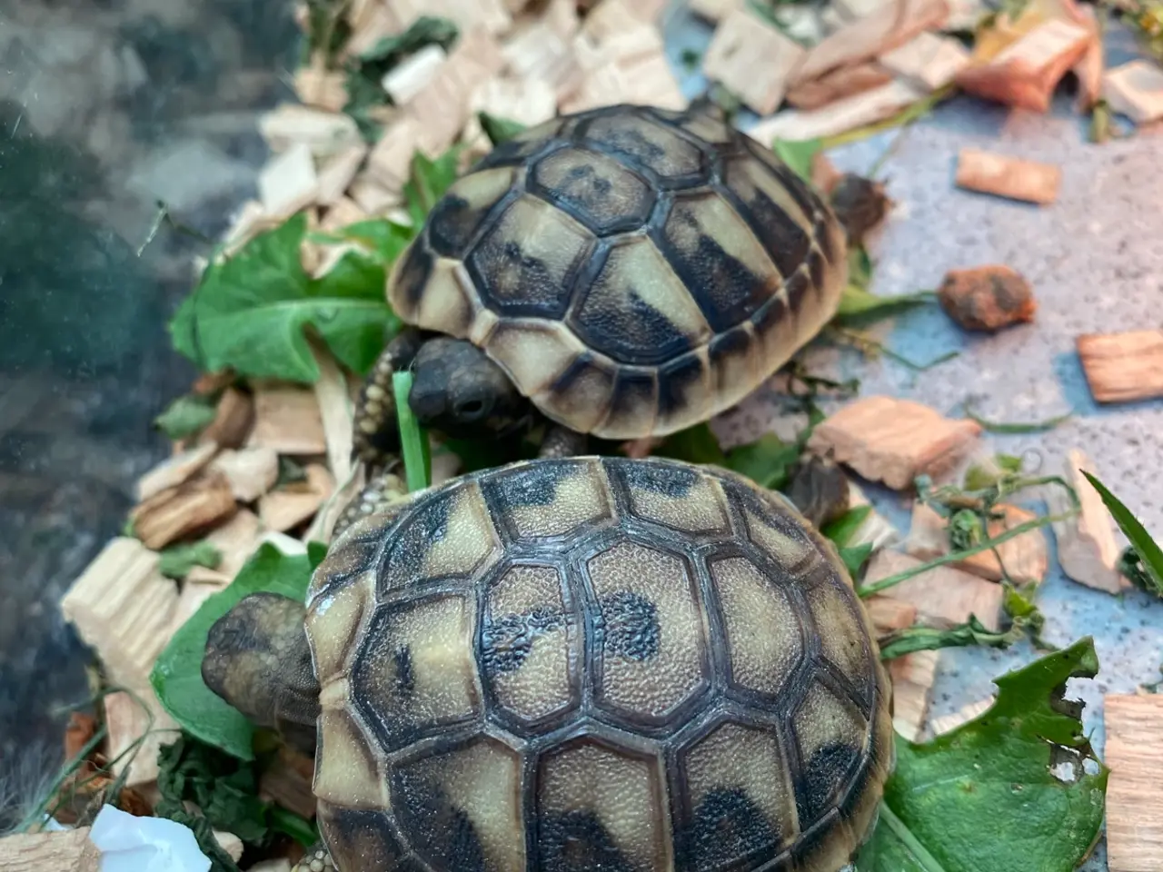 Billede 3 - Græsk landskildpadde