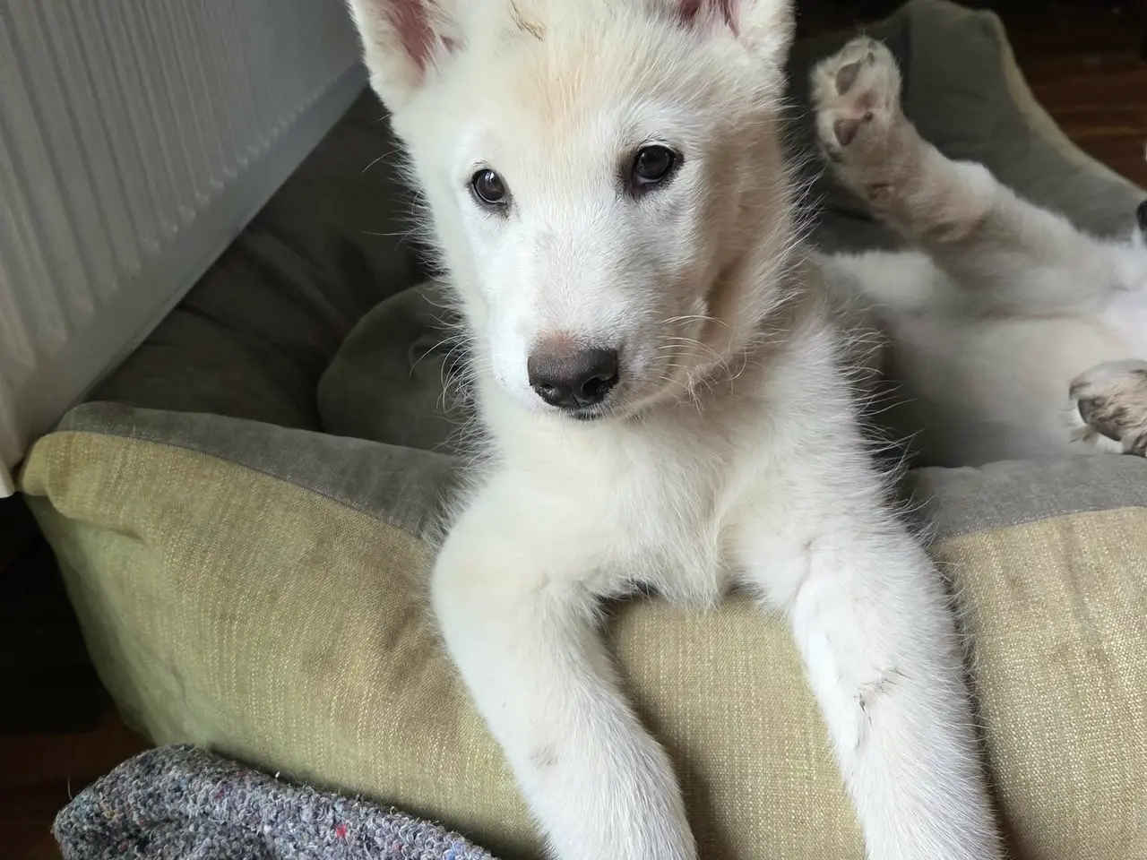 Billede 7 - Siberian husky og samojede tæve sælges
