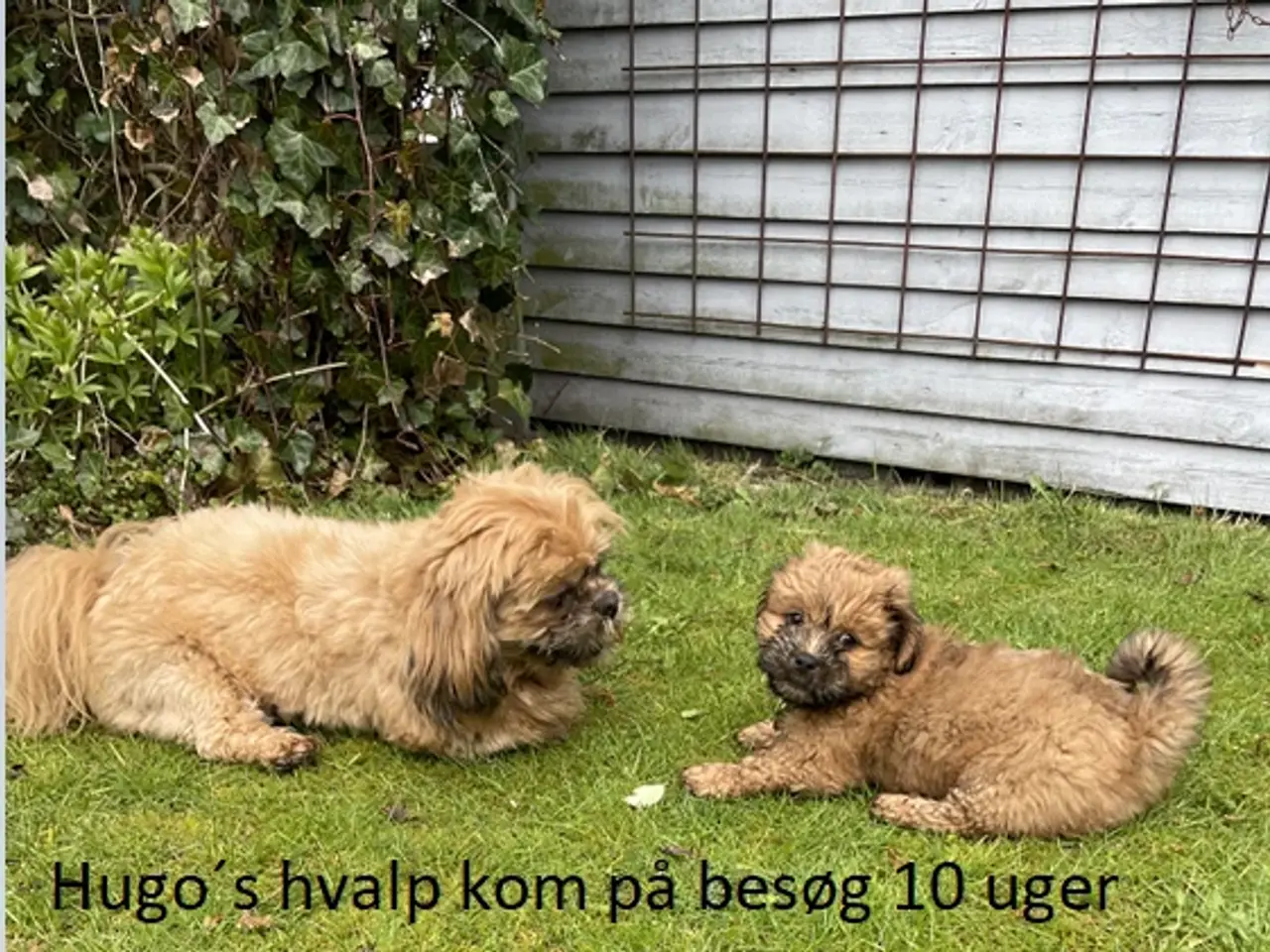 Billede 6 - Shih Tzu Vil du på date med mig