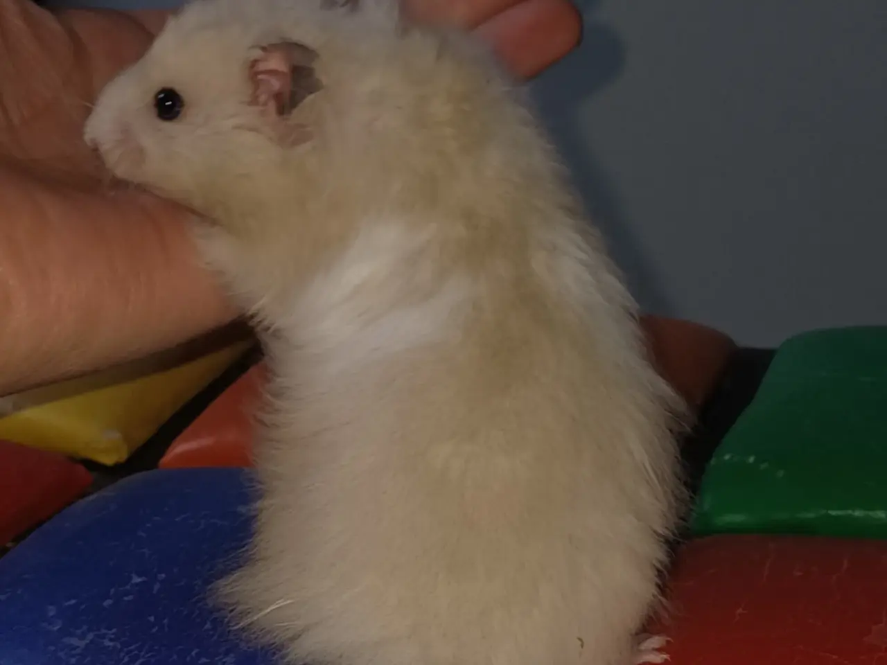 Billede 10 - Guldhamster unger (langhårede)