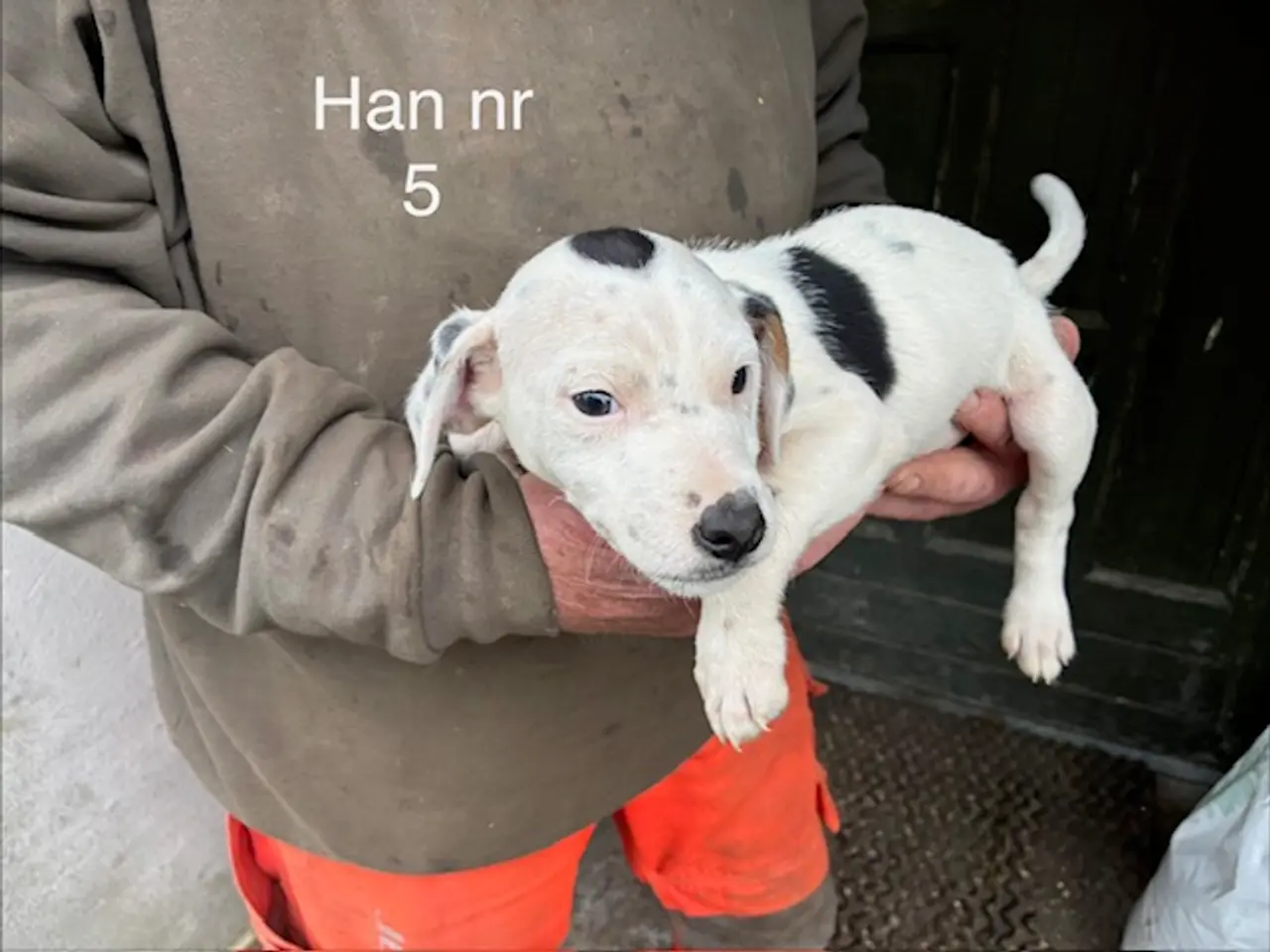 Billede 2 - hundehvalpe dansksvensk gårdhund/skotsk terrier