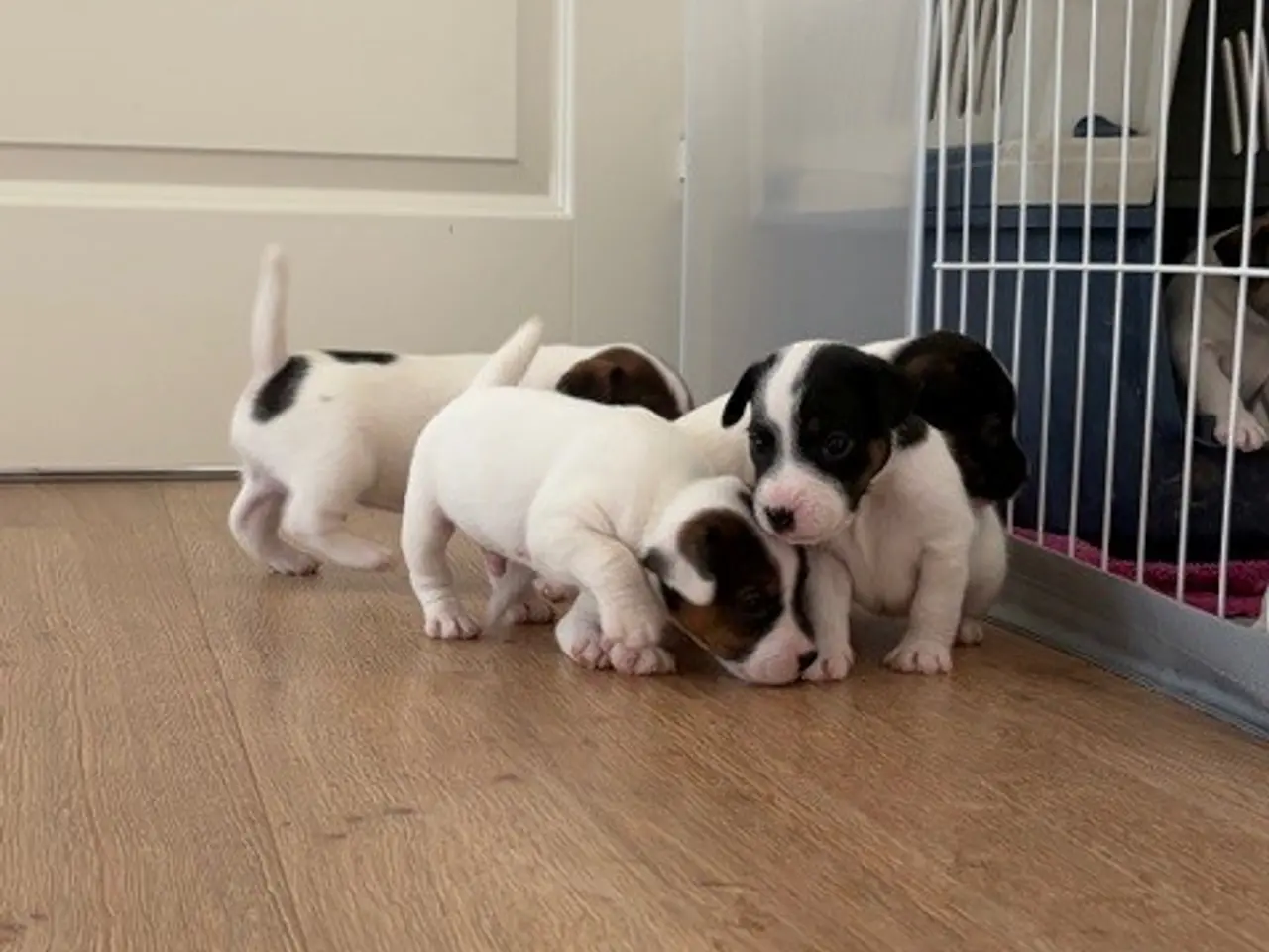 Billede 1 - Jack Russel Hvalpe