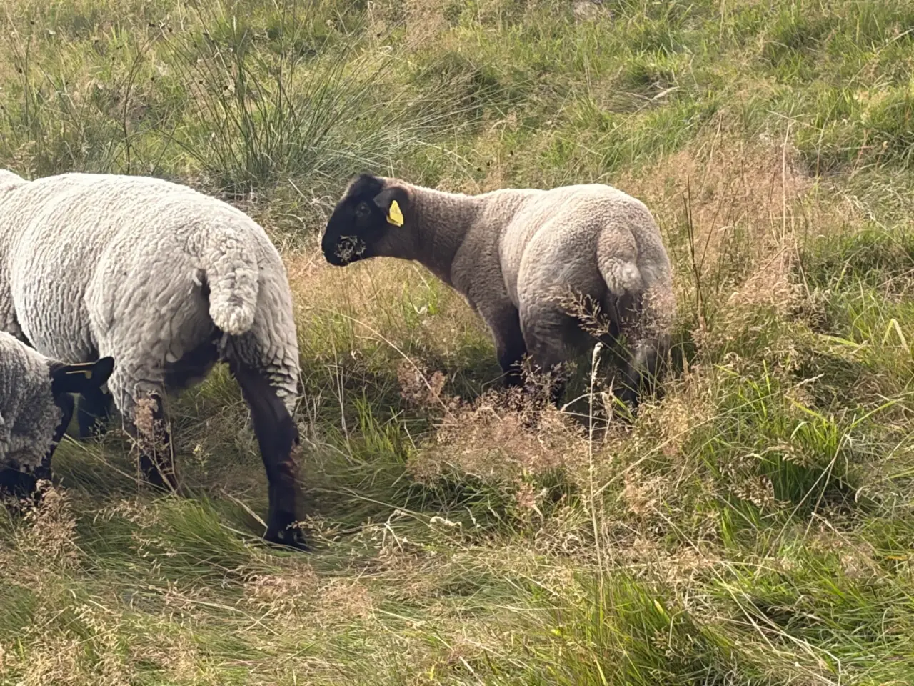 Billede 2 - Suffolk vædderlam