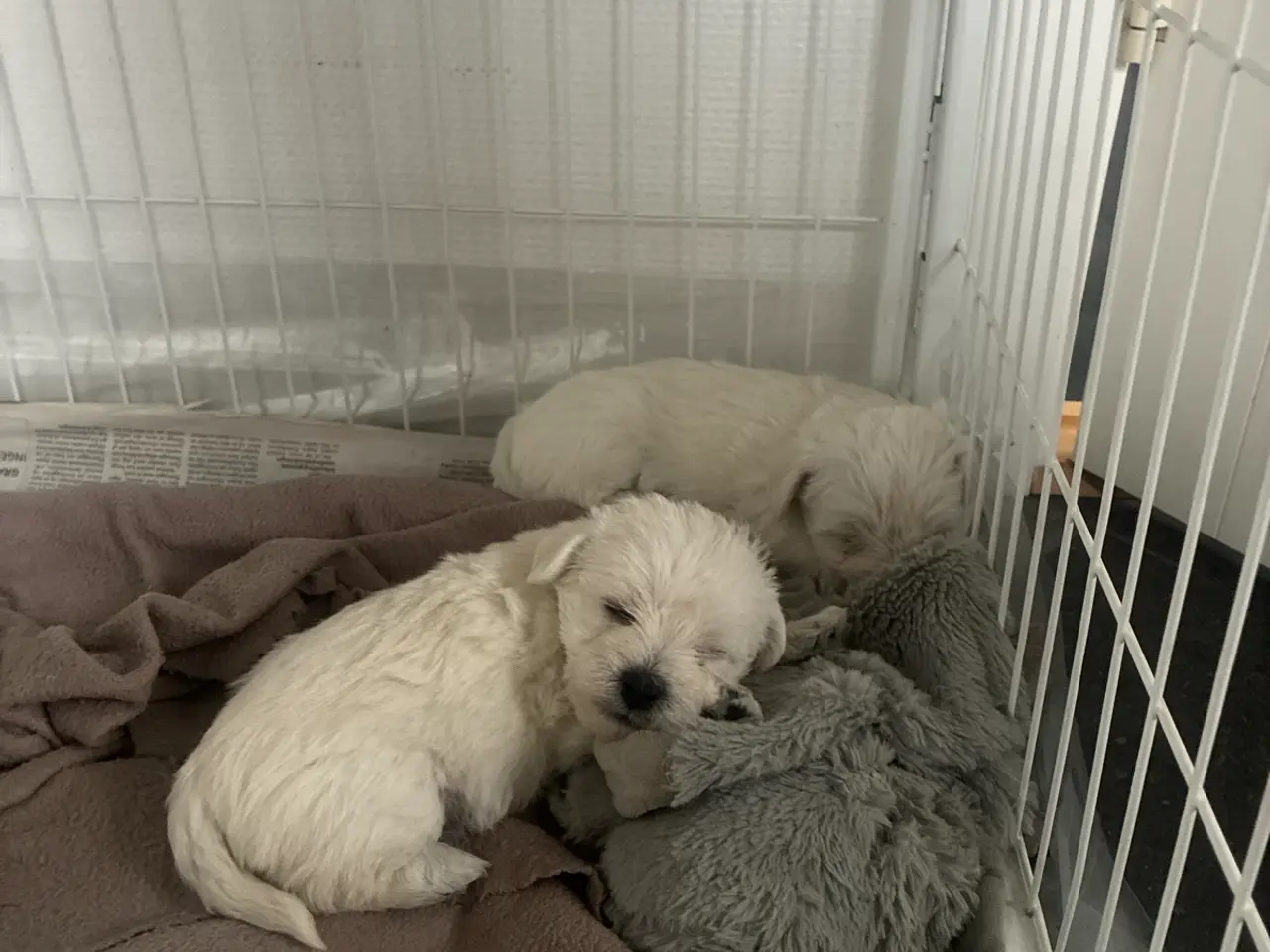 Billede 6 - Wee-Chon skøn blanding med Westie og Bichon Frisé