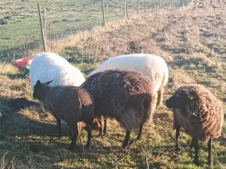 At købe en Vædder