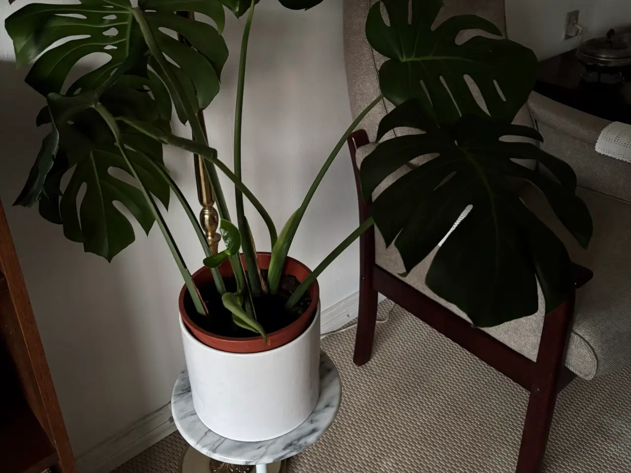 Billede 1 - Stue plante