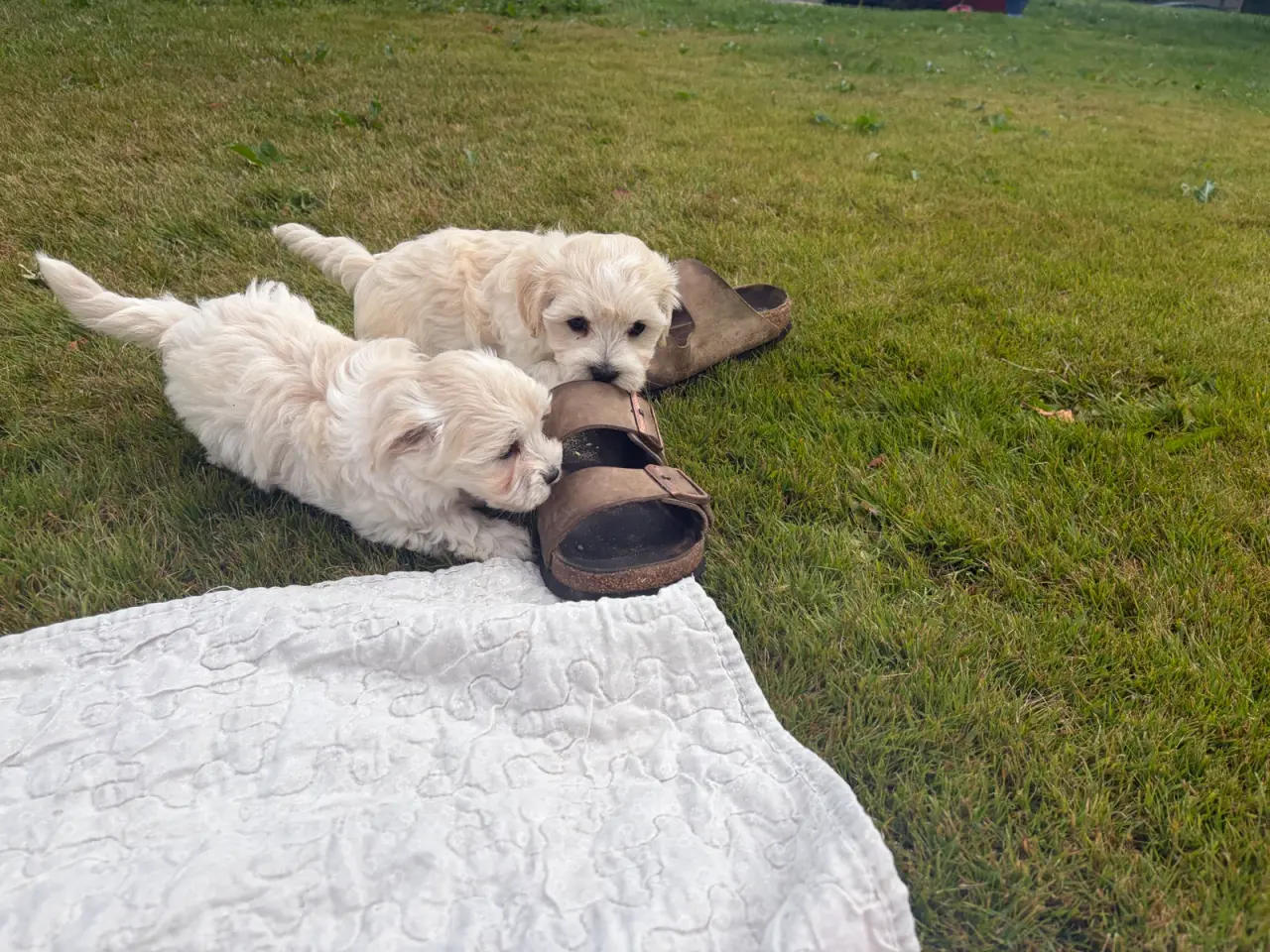 Billede 7 - Fine mini Maltipoo babyer