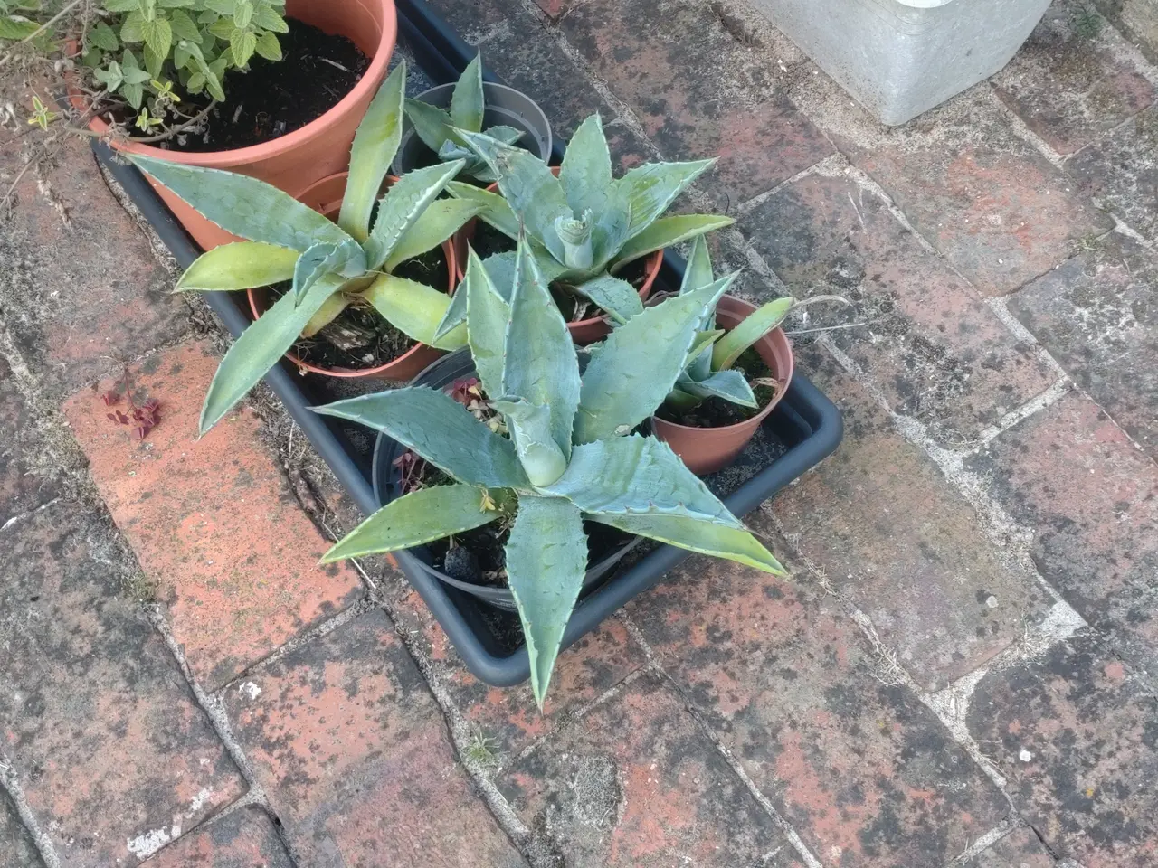 Billede 3 - solhat. Algarve. Agapanthus/skærnlilje. buksbom