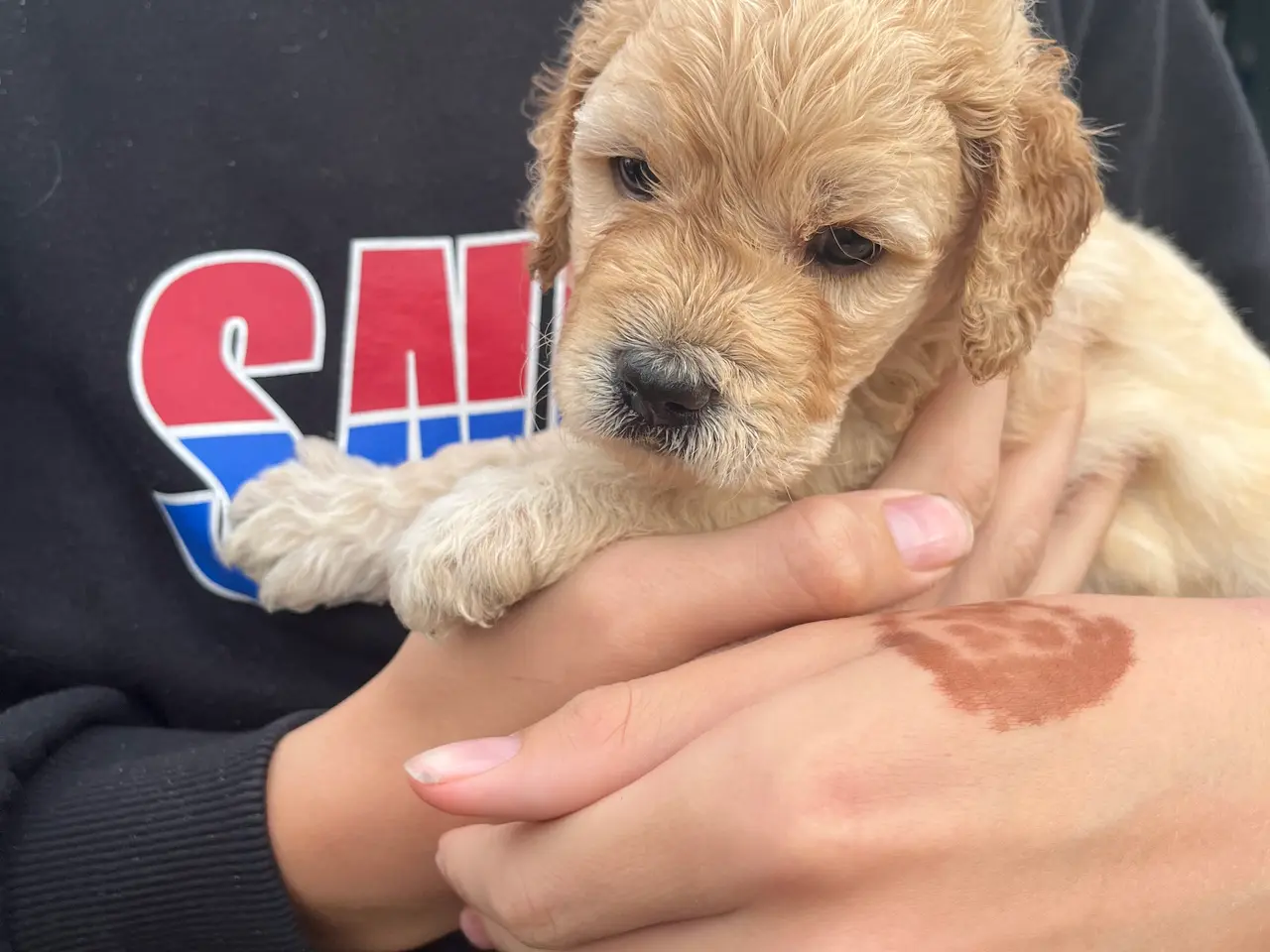 Billede 8 - Labradoodle hvalpe (hanner)