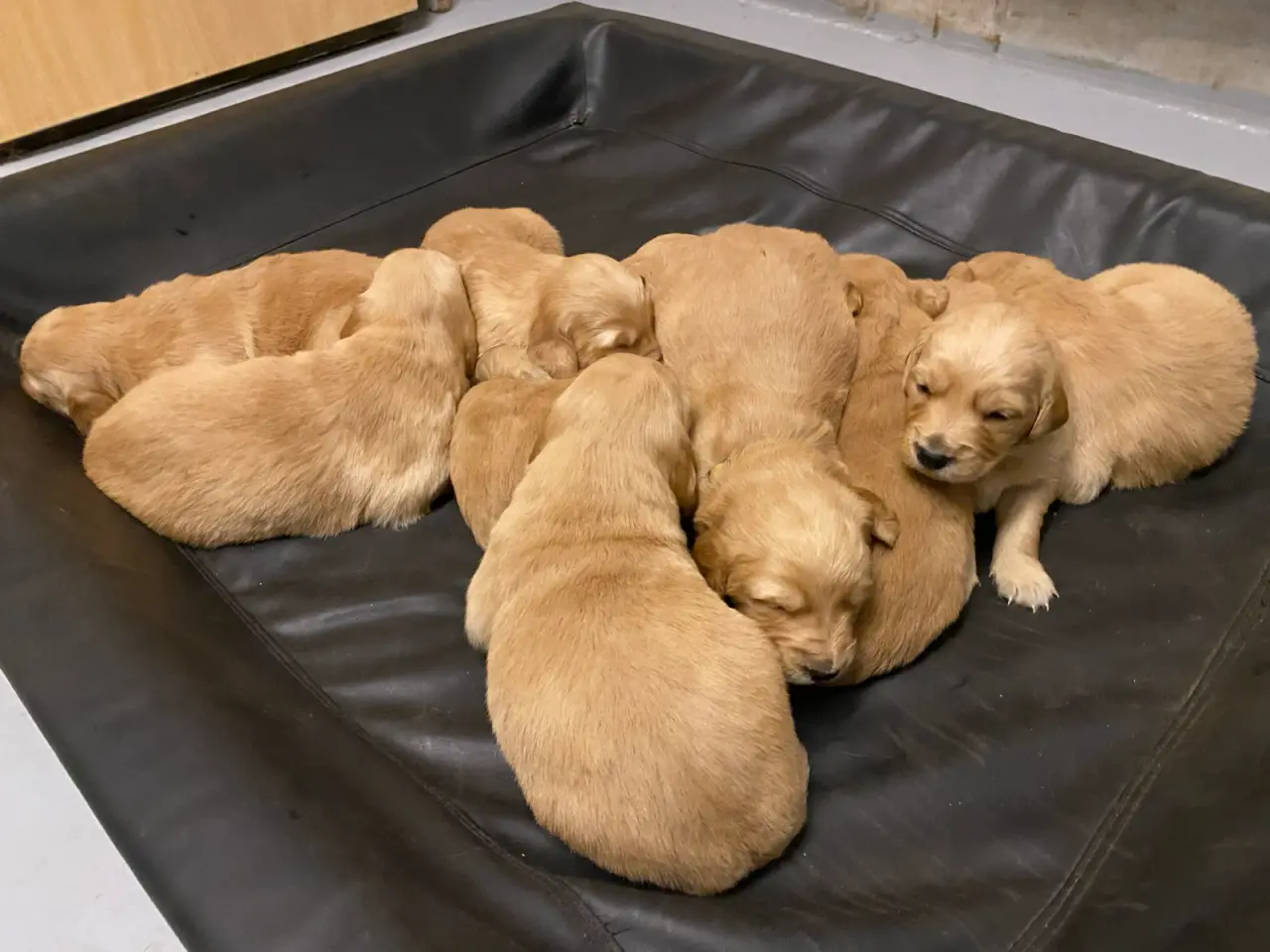 Billede 2 - Golden retriever hvalpe