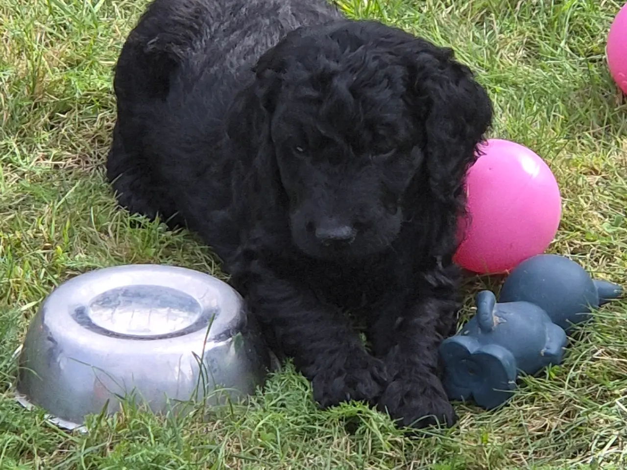 Billede 1 - F1B Labradoodle 