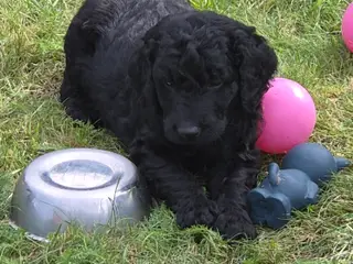 F1B Labradoodle 