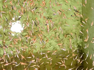 Koi 10-13 cm.