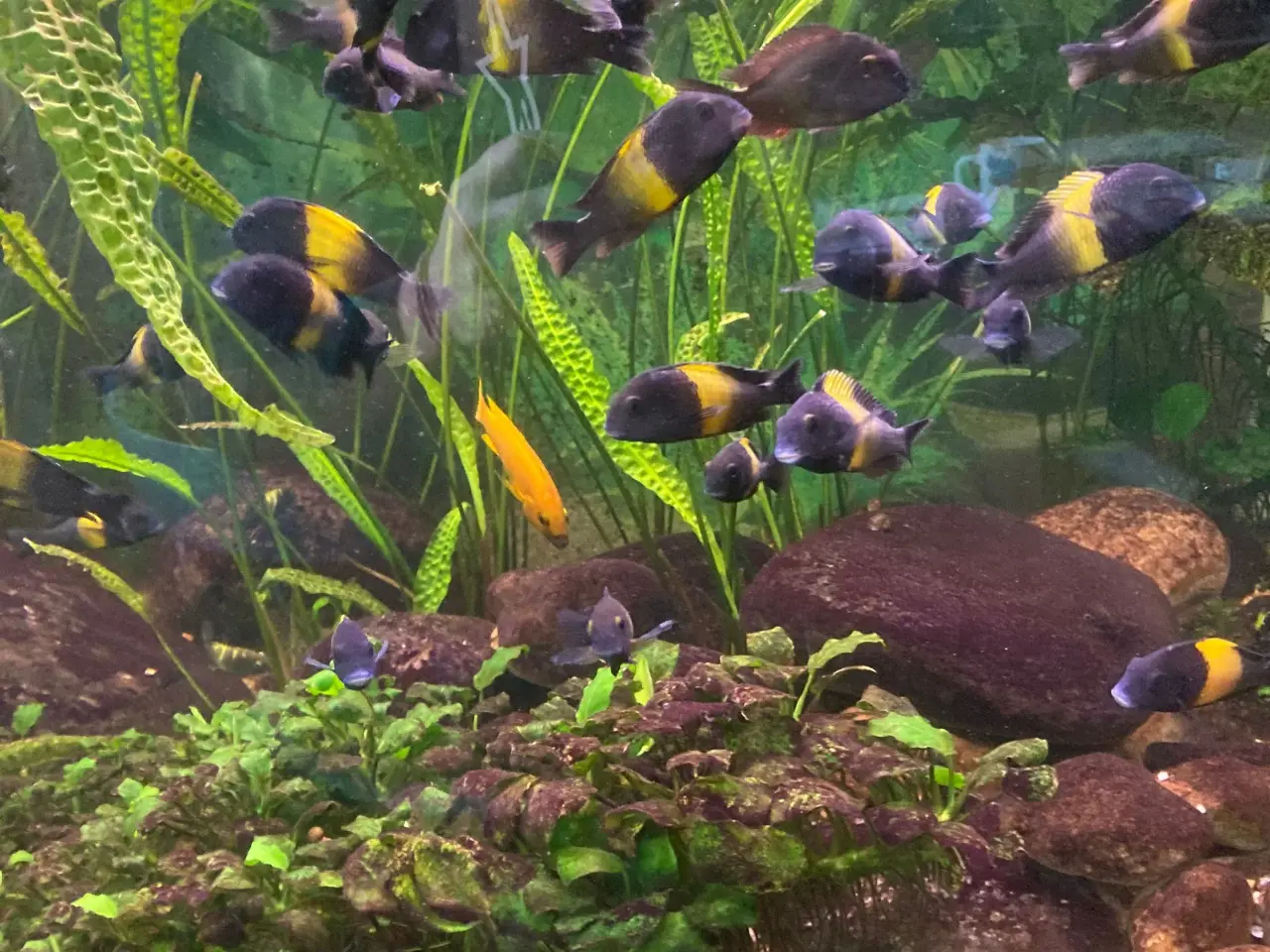 Billede 1 - tanganyika cichlider .tropheus   kiriza     