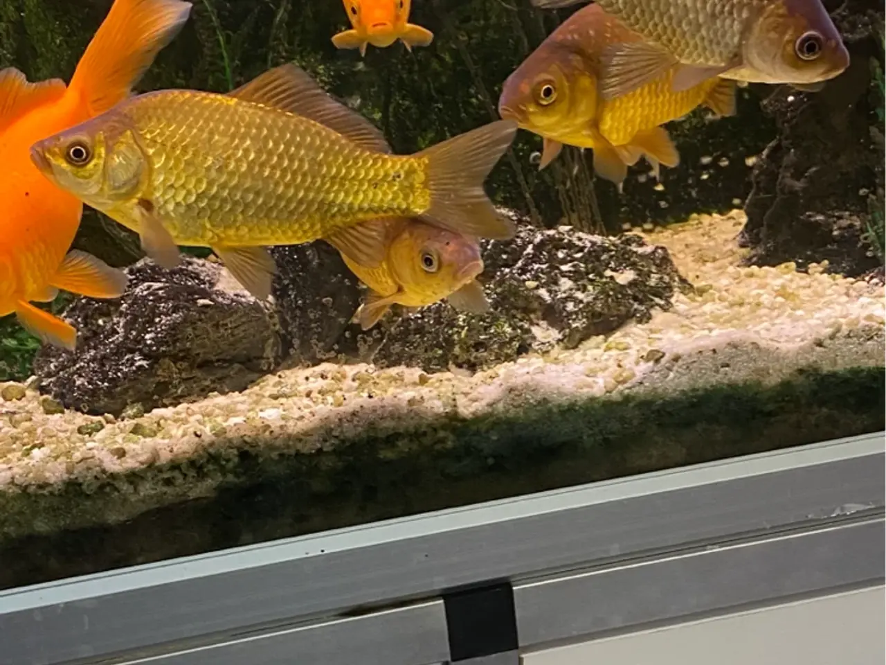 Billede 1 - Diverse fisk til havedammen