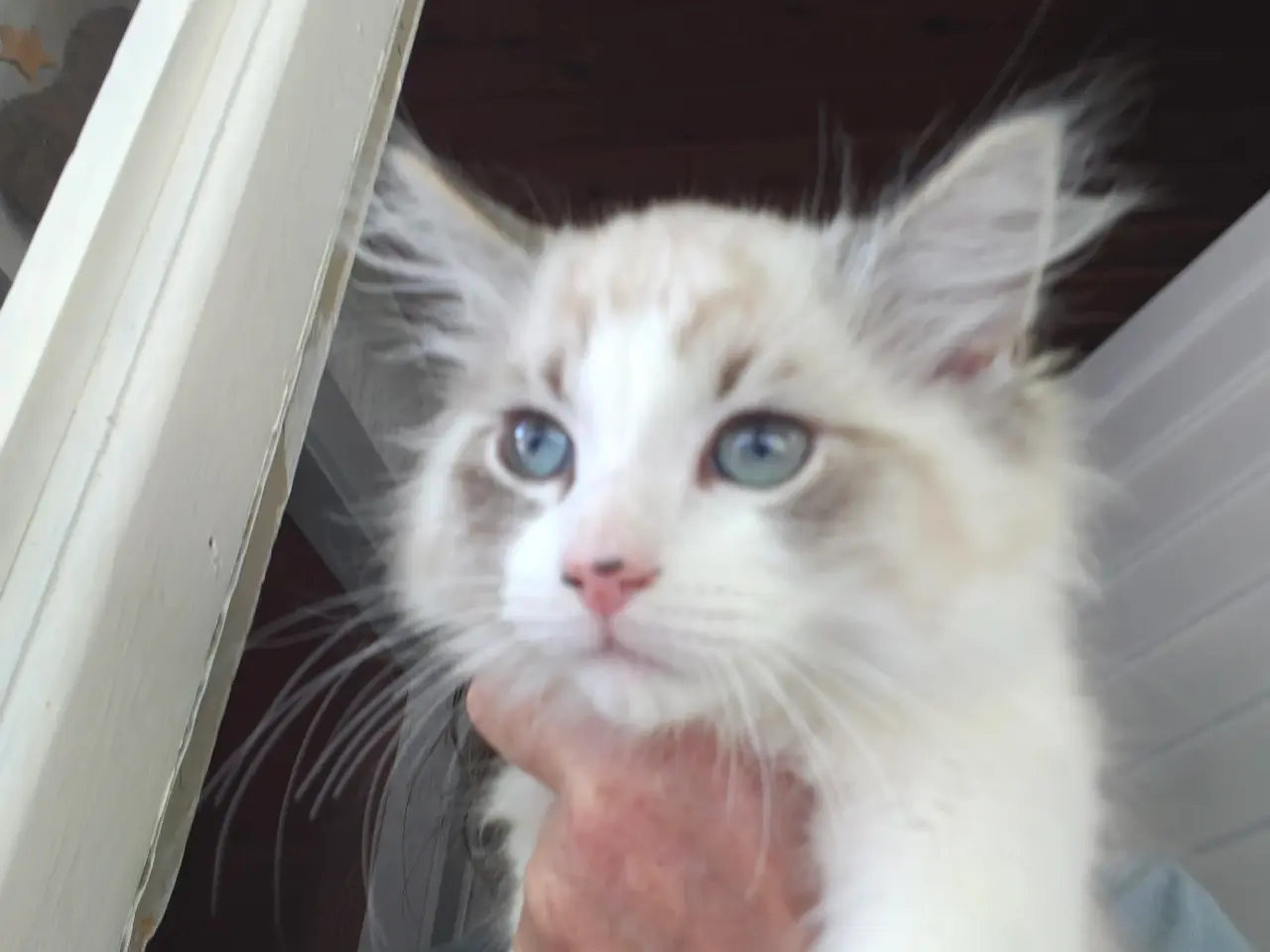 Billede 4 - Ragdoll  far- Ragdoll-Skovkat mor.