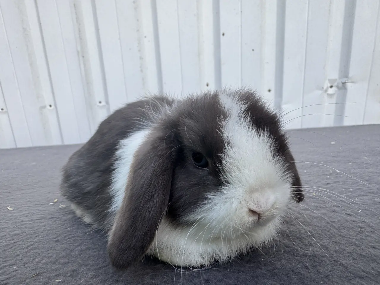 Billede 2 - Mini lop hankanin