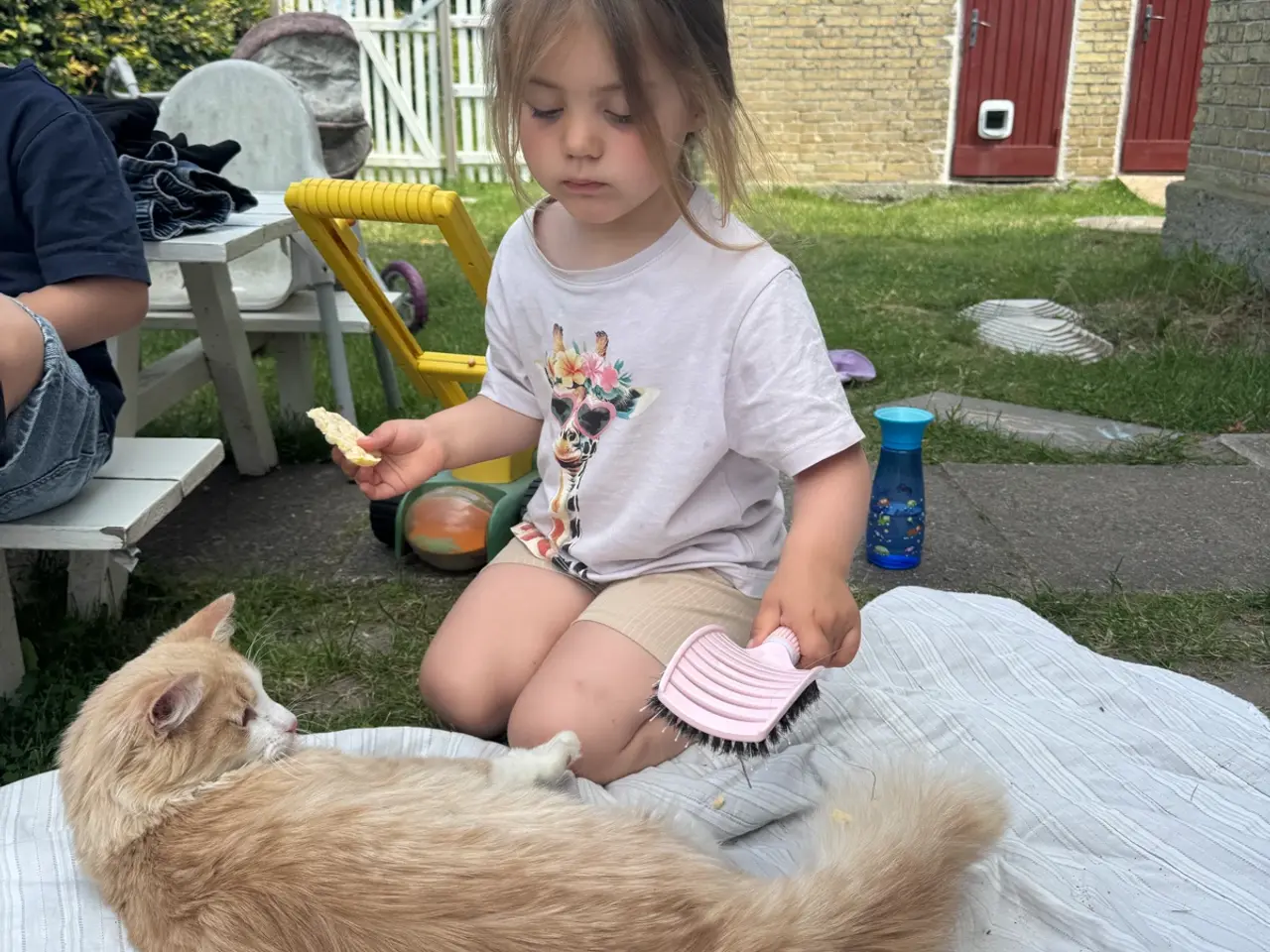 Billede 3 - Main coon / Norsk skovkat