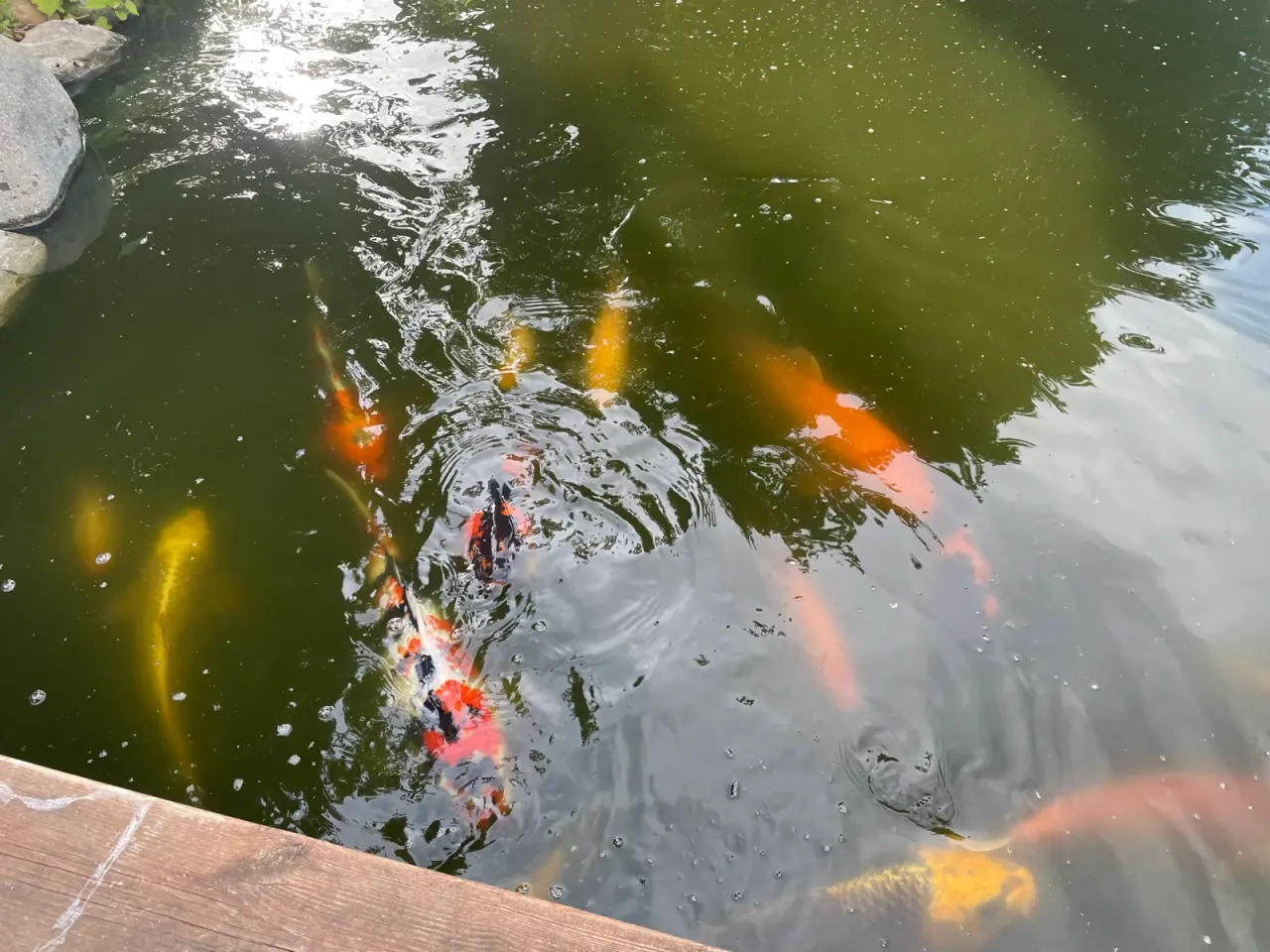 Billede 6 - Koi karper 20 til 45 cm