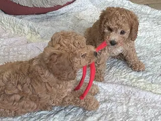 2 smukke Cavapoo drenge 