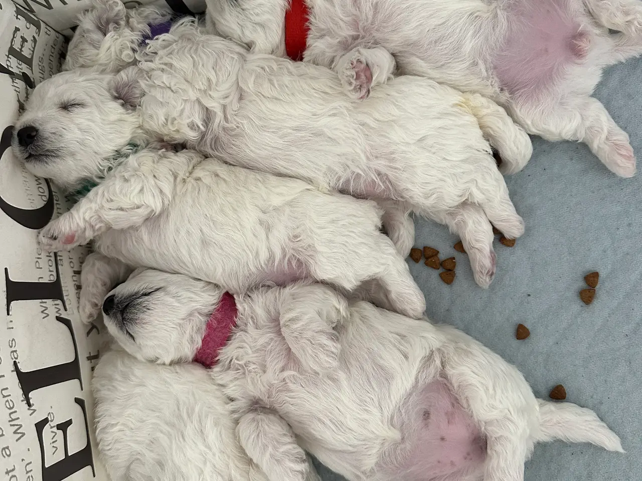 Billede 4 - Bichon Frise hvalp