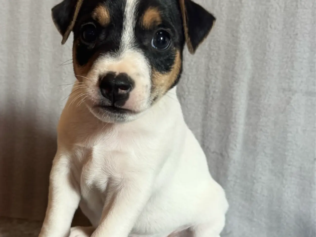 Billede 3 - Parson Jack Russell hvalpe